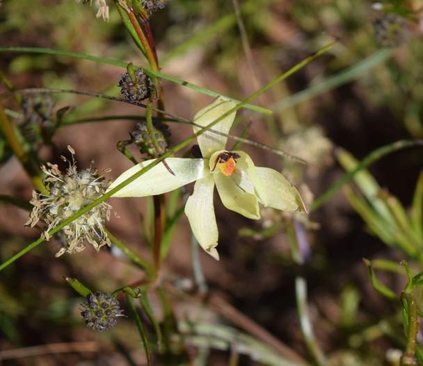 Thelymitra - Orchid-vanilla-0001.JPG